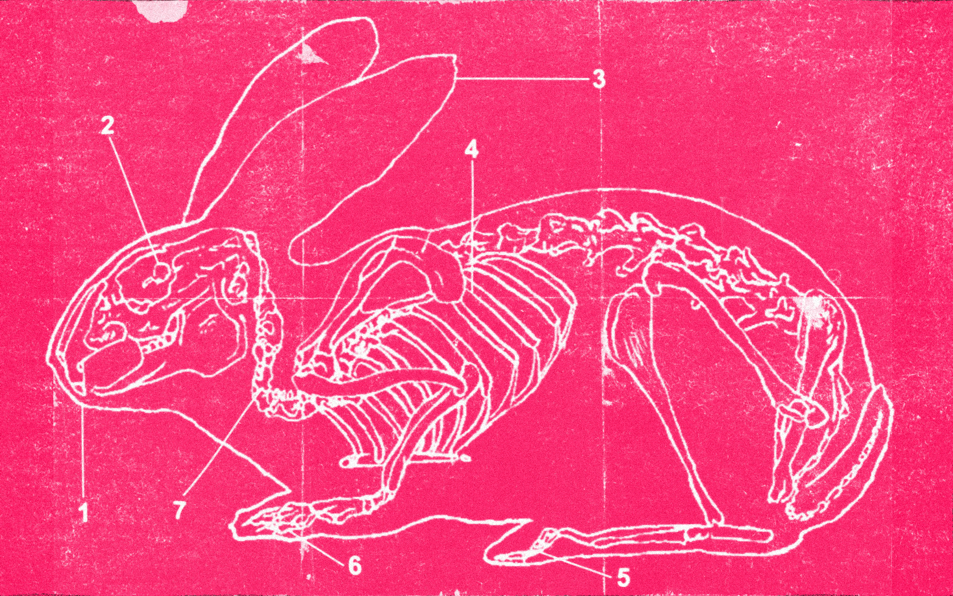 rabbit anatomy illustration