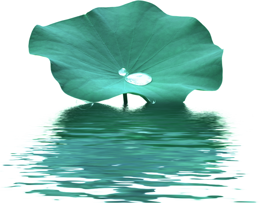 Lotus Leaf