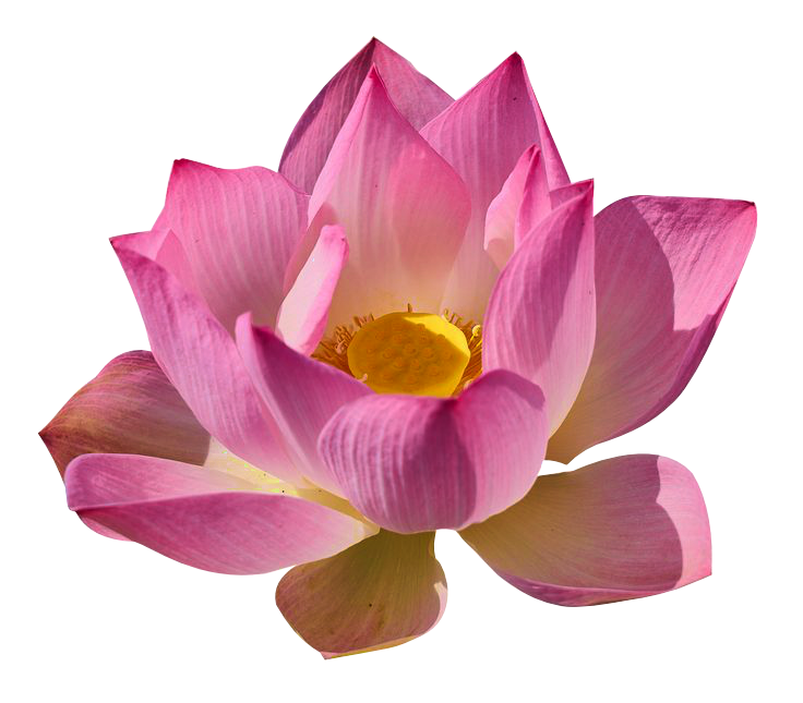 Lotus Flower
